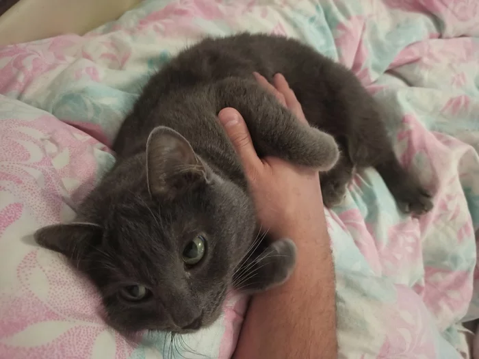 Frederica - Longpost, Pets, Russian blue, Animals, Mobile photography, cat, My
