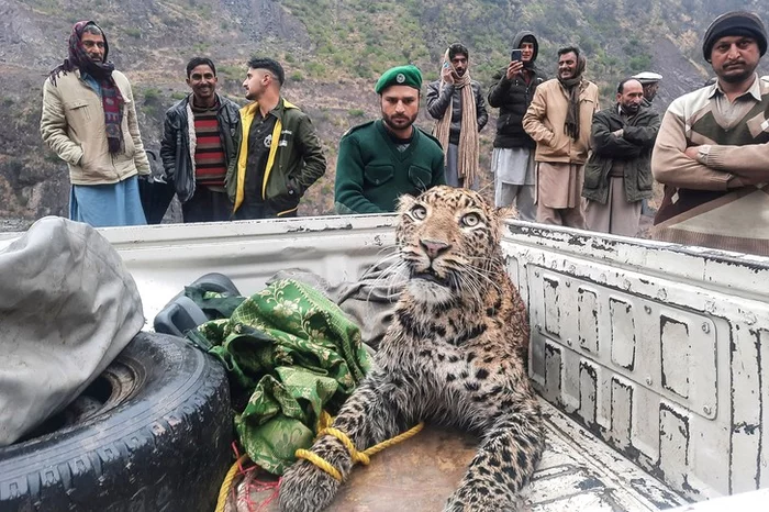 These eyes are opposite the yellow color. - Leopard, Pakistan, Animal Rescue, Big cats, Cat family, Rare view, Predatory animals, Wild animals, Around the world, The photo
