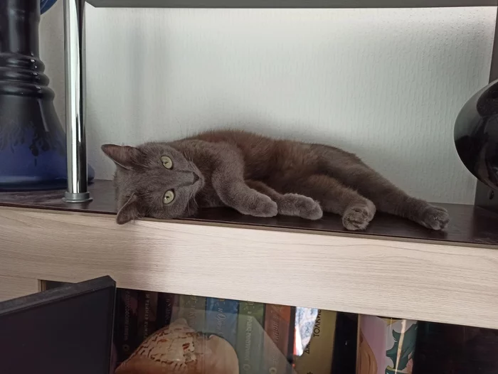 Frederica - Longpost, Pets, Russian blue, Animals, Mobile photography, cat, My