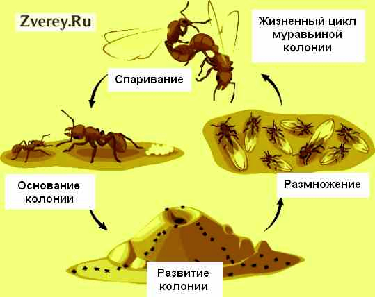 Карл Маркс выбрал не тот вид - Муравьи, Отрывок из книги, Длиннопост