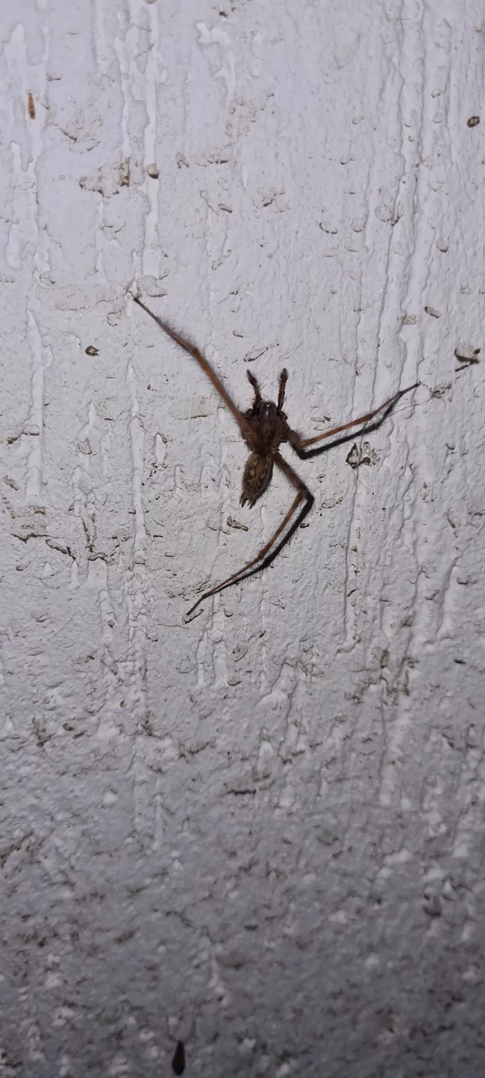 Seems to feel sorry for him as - then... - My, Spider, Wall, Insects, Longpost