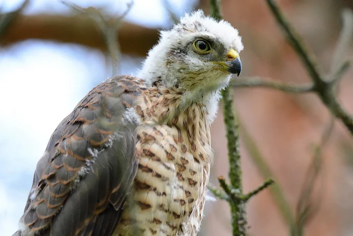 Hawk Quail Fly - Quail Hawk, Cell, Birds, Predator birds, Hawks, beauty of nature, The photo, The national geographic