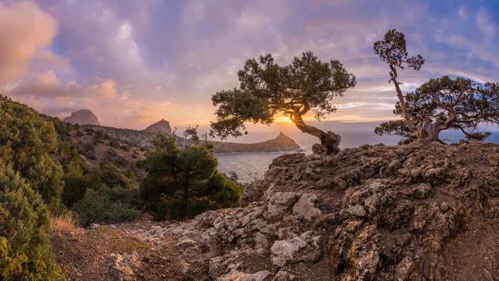 Bonsai over King's Beach - My, Landscape, The photo, Crimea, New World, The city of Sudak, beauty of nature, The nature of Russia, Sea, Black Sea, Sunrise, The mountains, Bonsai