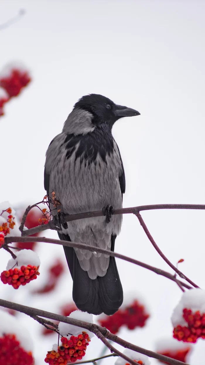 Crow - My, Crow, The photo, Birds