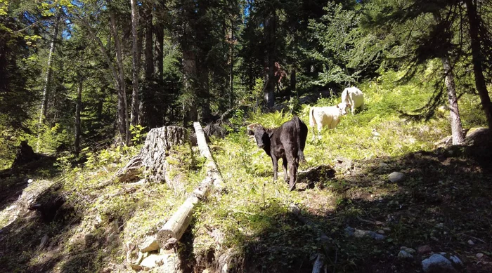 Arkhyz 2021: Taulu glade and route to the lakes of the Orlyonok gully - My, Travels, Caucasus, Nature, Russia, beauty of nature, Mountain tourism, Tourism, Lake, Waterfall, The nature of Russia, Travel across Russia, Arkhyz, Video, Longpost, Video blog