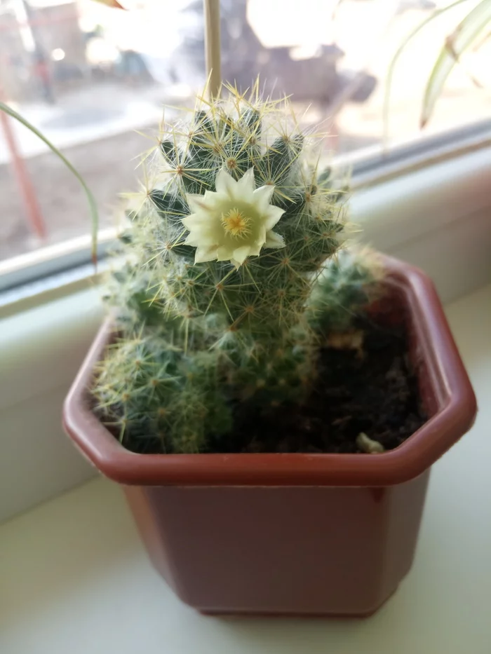 Cactus - My, Cactus, Bloom, Houseplants