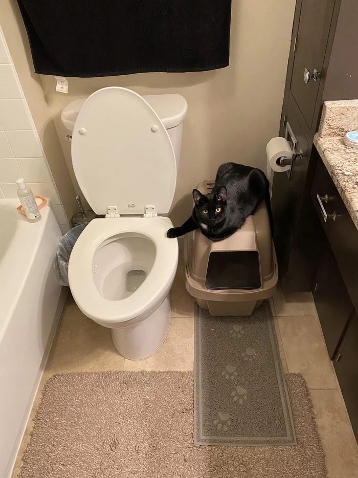 Cat greets me in the toilet - cat, You come in if that, Shyness, Reddit