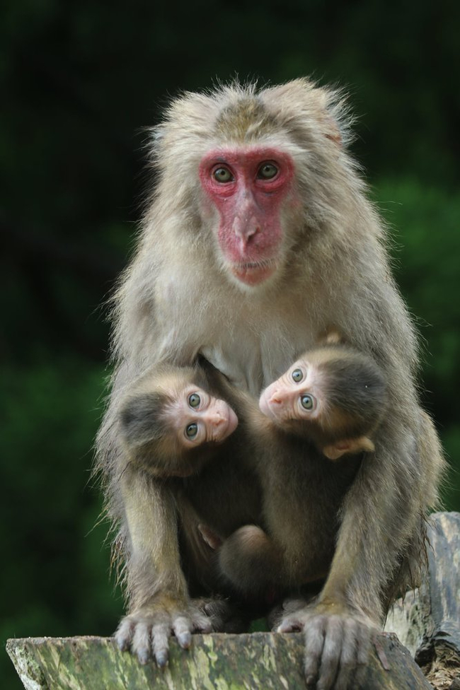 Response to the post A flock of macaques in a Japanese zoo was headed by an alpha female - Monkey, Toque, Wild animals, Zoo, Japan, Japanese macaque, alpha female, Coup, The national geographic, Primates, Reply to post, Longpost