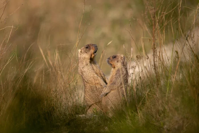 Marmots - Marmot, Rodents, Wild animals, wildlife, Ulyanovsk region, Steppe, The national geographic, The photo