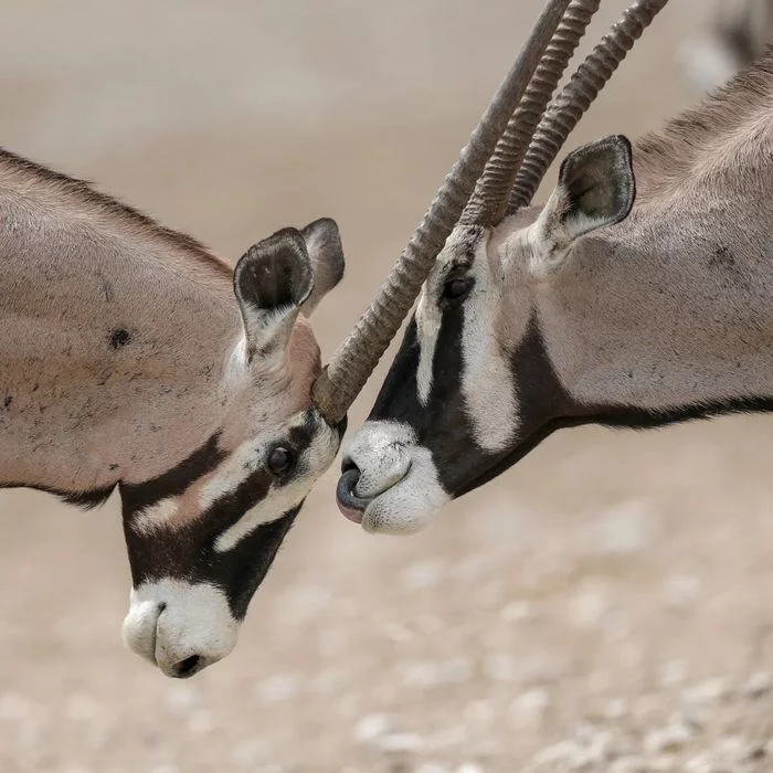 Oryx - Oryx, Antelope, Artiodactyls, Wild animals, wildlife, Namibia, South Africa, The photo, Longpost