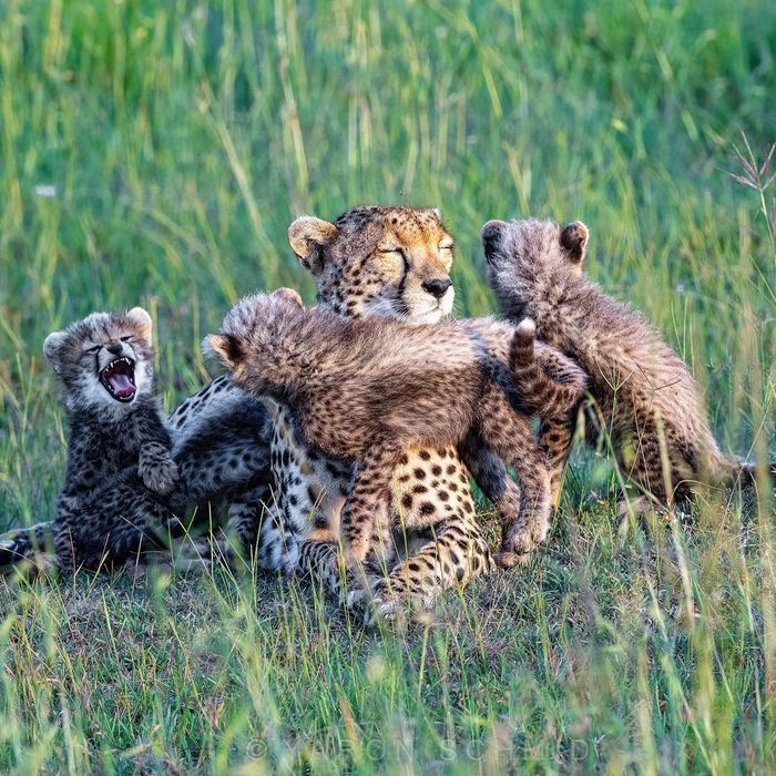 Беспокойное хозяйство