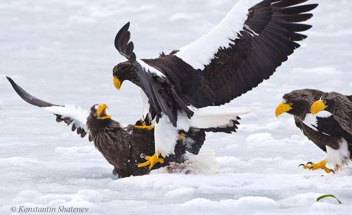 Duel with the seconds - The photo, Birds, Bald eagle