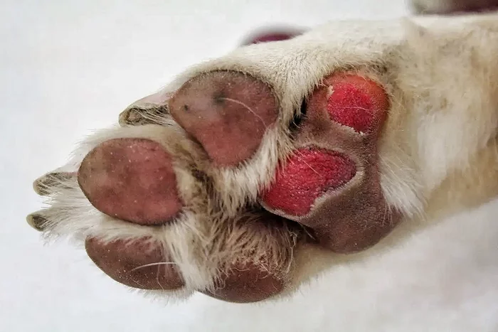 Don't sprinkle salt on my paws.   Stages of eternal struggle with reagents - My, Dog, Paws, Paws, Reagents, Salt, Dog days, Dog Business, Panthenol, Vet, Veterinary, Pets, Snow, Walk, Shampoo, Winter, Longpost