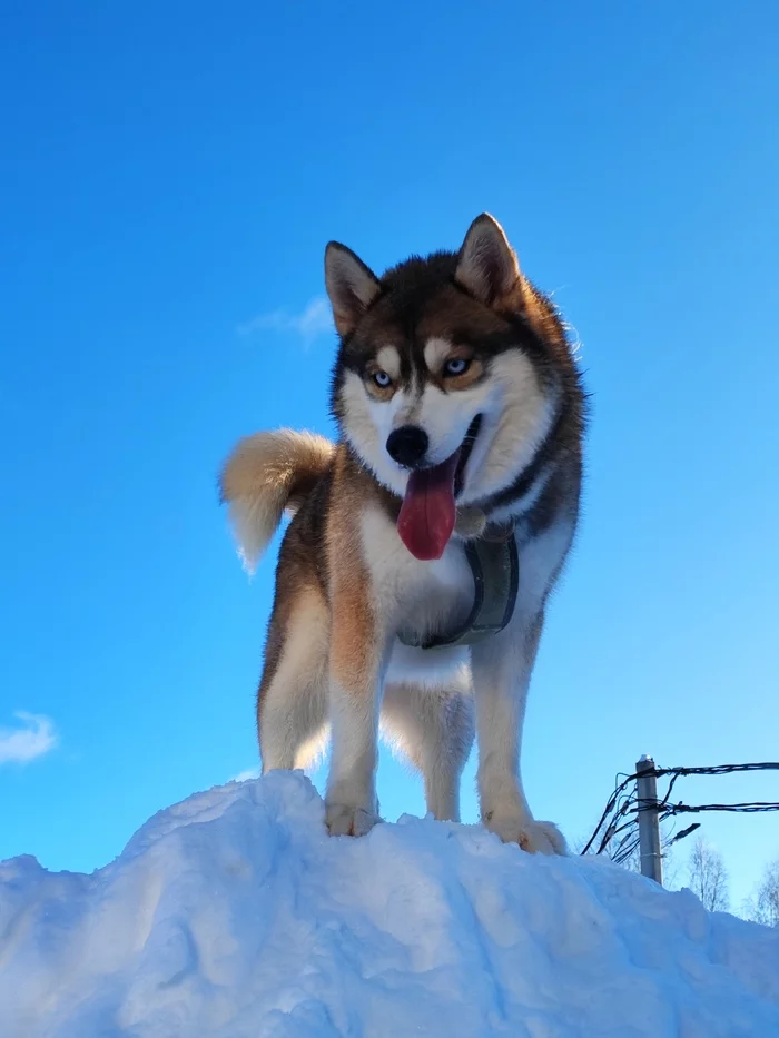 I'll just leave it here - Husky, Mobile photography, Winter, Longpost, Dog