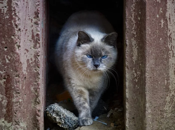 From the Wall - My, Street photography, cat, The photo, Town