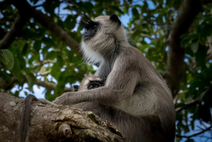 Under the protection of mother's paws - Langurs, Primates, Monkey, Wild animals, Sri Lanka, National park, The national geographic, The photo, Young