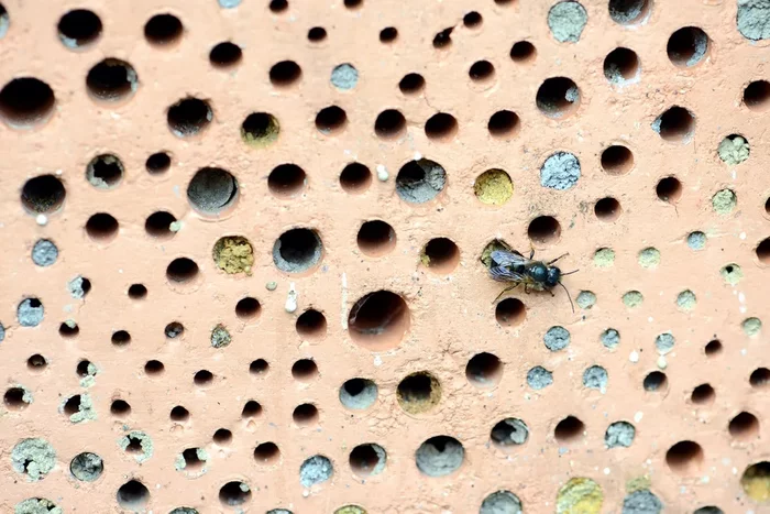 Houses for bees in the construction of new houses in England - Bees, Nature, Kindness, England