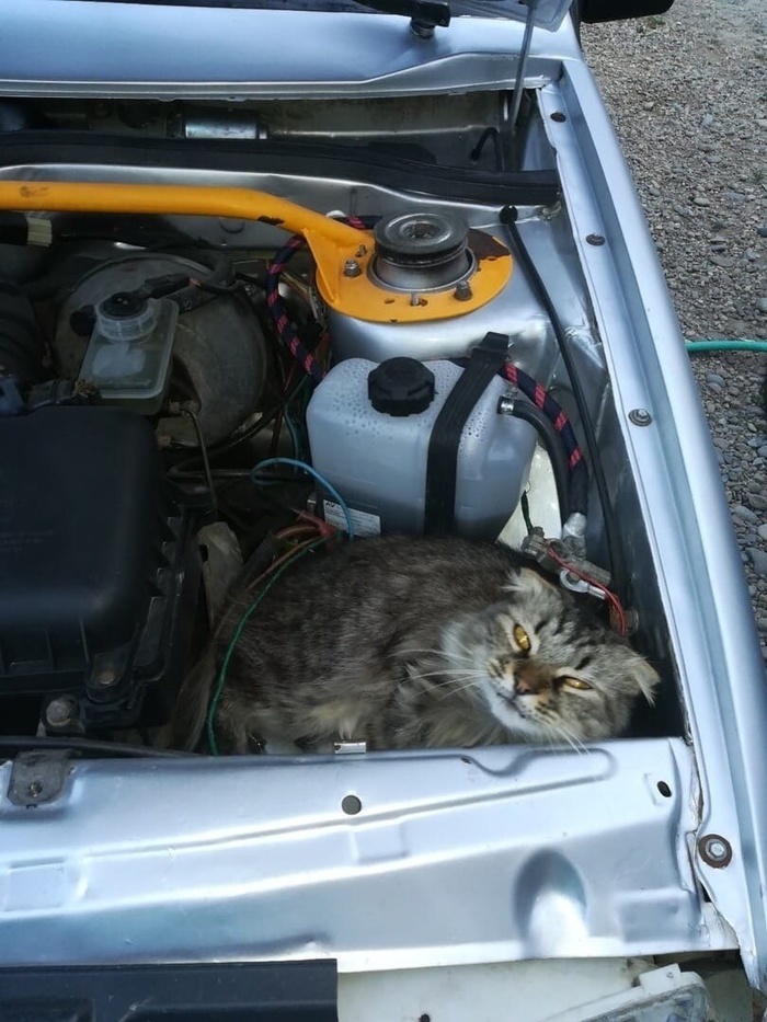 Котомулятор