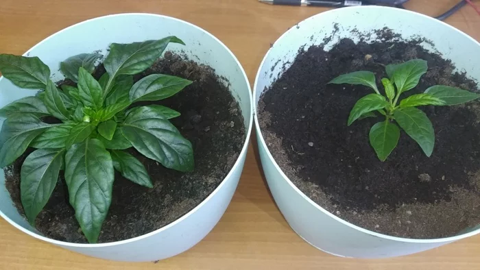 The difference between growing on the windowsill and in the growbox, on the example of Salsa Orange - My, Hot peppers, Houseplants, Growl, Plants, Pepper