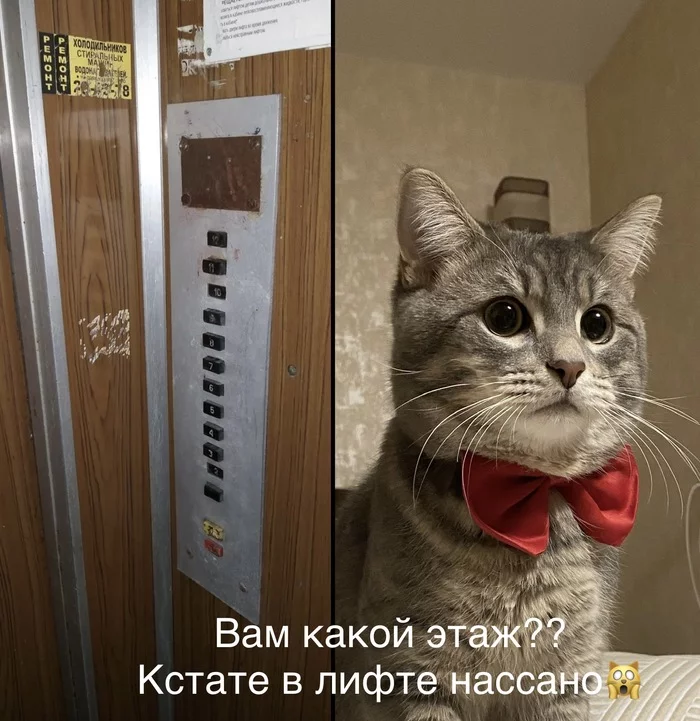 In the elevator - My, cat, Elevator, Urination