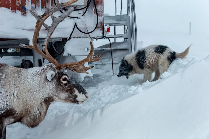 When someone disagrees with your opinion in the comments... - My, Reindeer, Dog, The photo, Arctic, Winter, Yamal