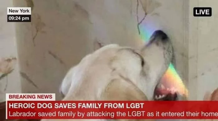 Stapled Labrador - 9GAG, Translation, Labrador, Dog, Humor, LGBT, Braces