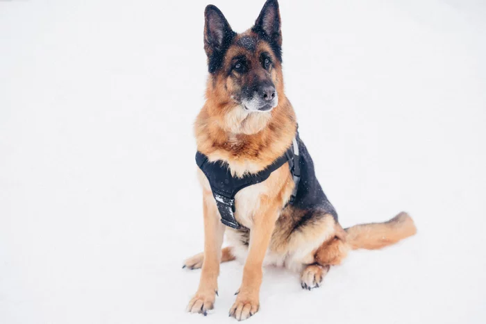 Retirement of service dogs - My, Dog, Service dogs, Pension, German Shepherd, Ivanovo region, Ivanovo, Longpost
