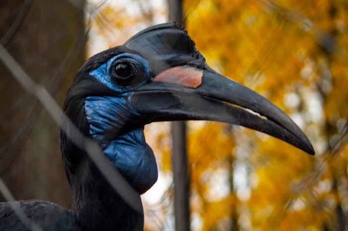 Abyssinian Horned Raven - My, Kaliningrad, Kaliningrad Zoo, Zoo, The photo, Birds