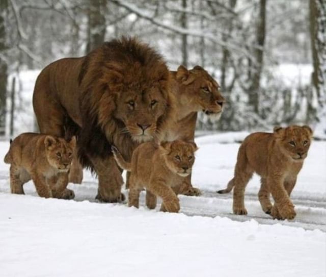 Ты куда нас завёл, Сусанин?