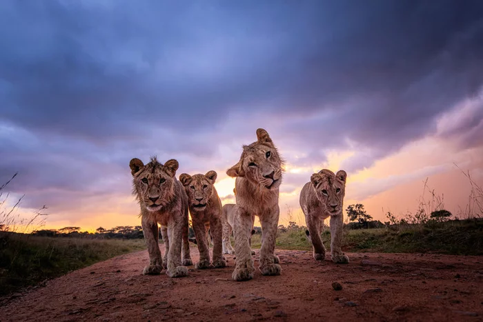 Kenya Five - a lion, Kenya, Savannah, Big cats, Cat family, Predatory animals, Wild animals, Africa, The photo, Around the world, Longpost