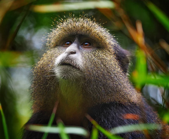 Golden Monkey - Monkey, Primates, Rare view, Wild animals, wildlife, National park, Africa, The photo