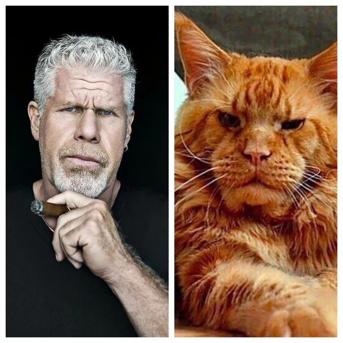 Ron Perlman sent all the critics of the film Don't Look Up - Ron Perlman, Actors and actresses, Celebrities, Interview, Критика, Don't Look Up (film), The photo, Mat, cat