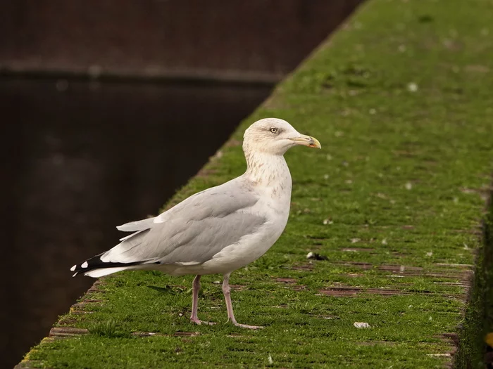 Gull - My, Netherlands (Holland), Nature, The photo, Birds