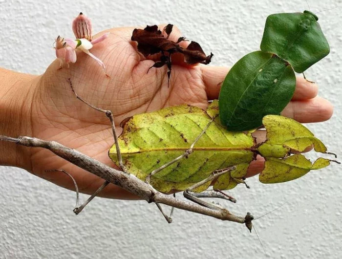 There are no plants in this photo - The photo, Insects, Disguise