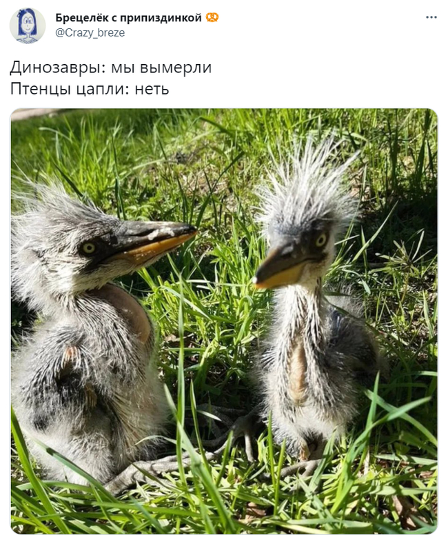 ���� �����