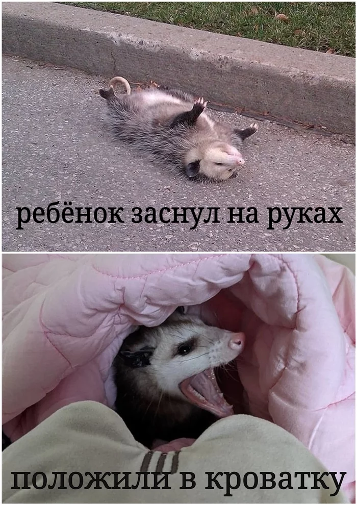 And so every time! - My, Children, Newborn, Dream, Humor, Opossum