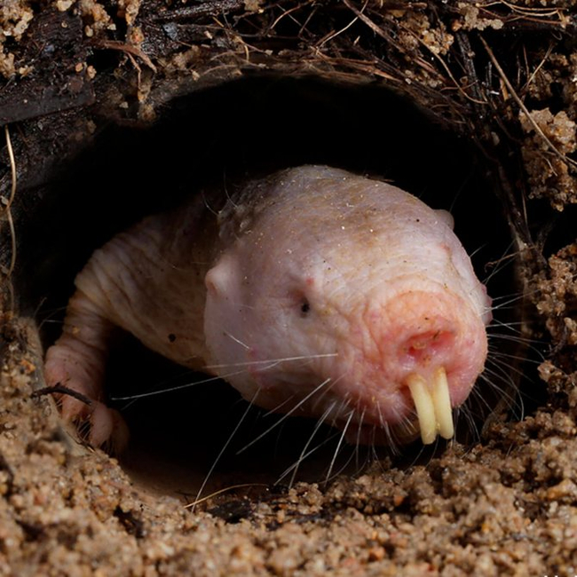 ETERNALLY YOUNG, FOREVER NAKED, FOREVER A DIGGER - Biology, Research, Nauchpop, Scientists, Informative, The science, Longpost, Animals, Rodents, Naked mole rats