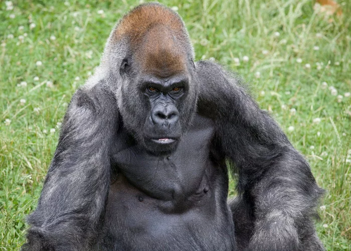 The world's oldest male gorilla died at the age of 60 - Gorilla, Primates, Zoo, Atlanta, Georgia, USA, Animals, Long-liver, The national geographic, Death, Old age, Sadness, Touching, Video, Longpost