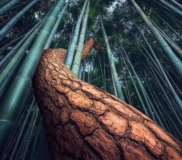 To the Light - Bamboo, Tree, Overcoming, Pine, Repeat