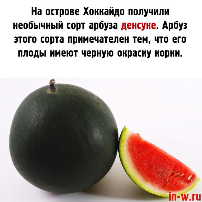 ׸���� �������� ������