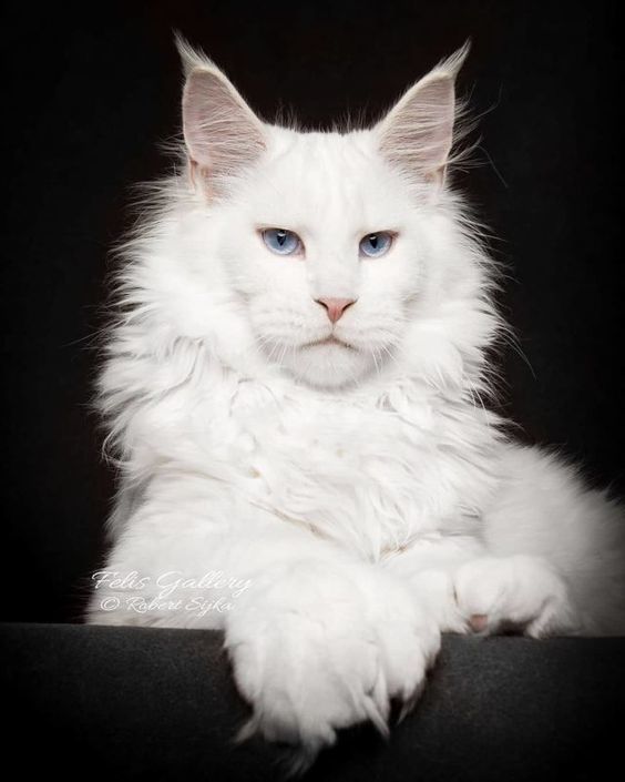 Maine Coon - Maine Coon, Paws, cat, Color, White, The photo, Longpost