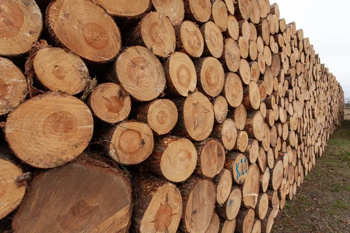 A foreigner illegally exported forests from Russia for 260 million rubles - Politics, Criminal case, Corruption, Vladimir Putin, Bribe, Media and press, People