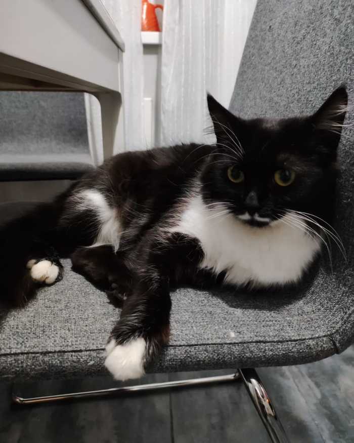 Krasnodar! A cat with a musketeer's mustache is looking for a home! - My, cat, Krasnodar, Краснодарский Край, Homeless animals, Helping animals, In good hands, Animal Rescue, Video, Longpost