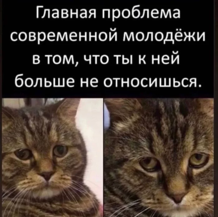 And each new generation of grandmothers at the entrance is actively discussing this problem. - Picture with text, cat, Generation, New generation, Youth
