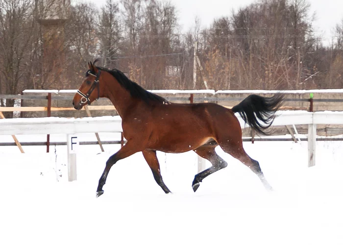 About the education of horses - Longpost, Video, Training, Horseback Riding, Horses, My