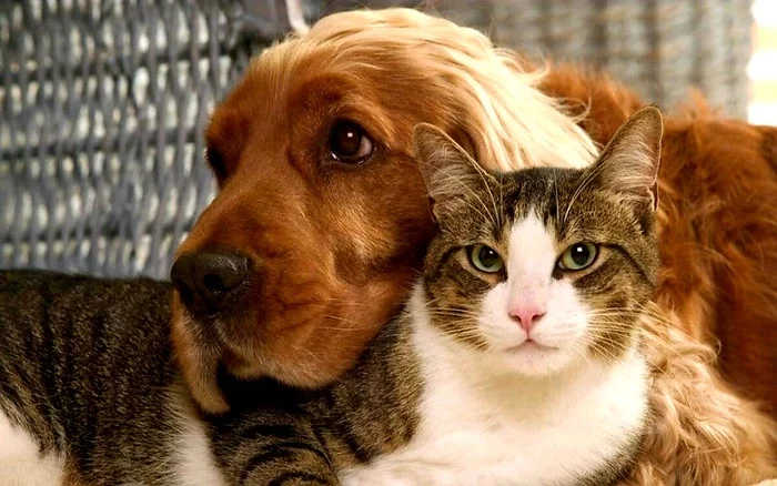 Who is smarter: CATS or DOGS? - Pets, cat, Dog, Animals, Love, Facts, Interesting, Top, Cats and dogs together, Why?, Useful, Information, Longpost