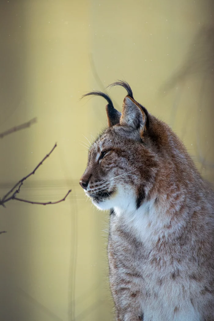 Lynx - My, Nikon, The photo, Voronezh, Nikon d5300, Khajiit, Lynx, Nature, Longpost, Small cats, Cat family, Predatory animals, Wild animals