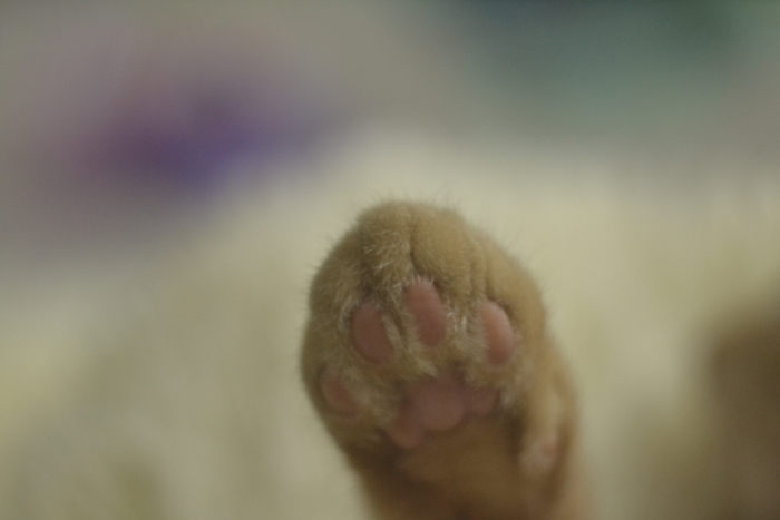 ����� ����)