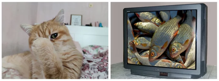 Response to the post Don't Peep - cat, British Golden Chinchilla, Pets, A fish, Reply to post