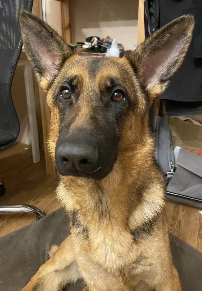 Allergies in the German Shepherd - My, Veterinary, Treatment, Dog, Allergy, Helping animals, Longpost